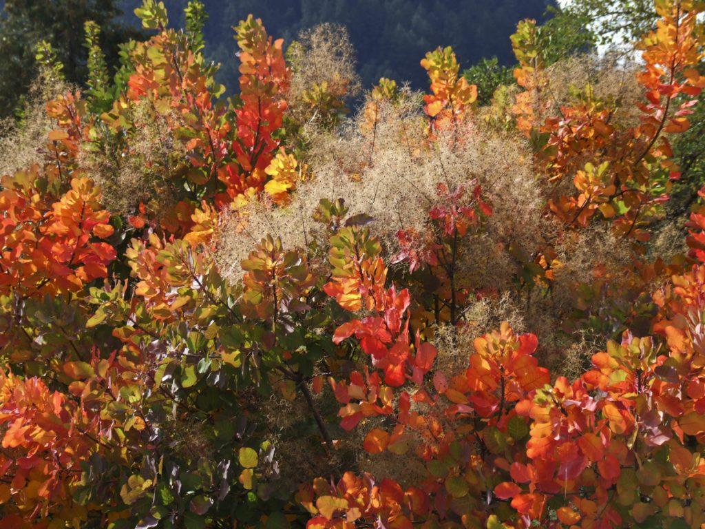 Fall colors in Wolf Creek, Oregon about 25 miles North of Grants Pass, OR