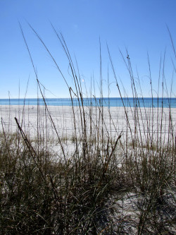 A look through the grass at the edge of the white sands of Panama City Beach, FL.