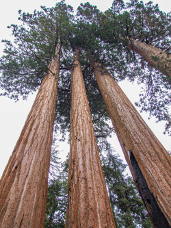 Yosemite Redwoods