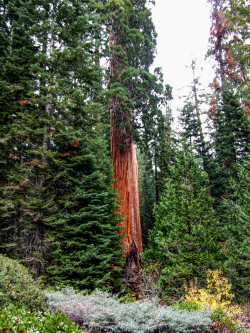 Yosemite Redwoods