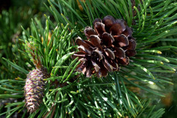 The Wood river head waters comes up in Jackson Kimball State Park, Oregon and flows down to Agency Lake. It is well known for trout fishing and kayaking.