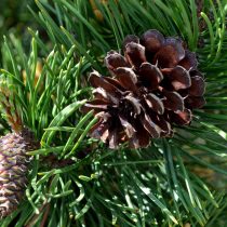 The Wood river head waters comes up in Jackson Kimball State Park, Oregon and flows down to Agency Lake. It is well known for trout fishing and kayaking.