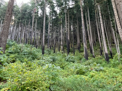 Columbia River Gorge, Oregon