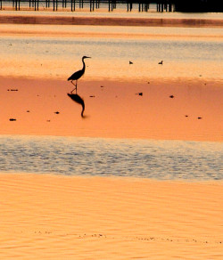 Silhouette of a stork against the water at sunrisebird bayou Panama City Beach FL. Florida